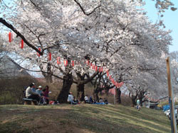 沼田公園の桜