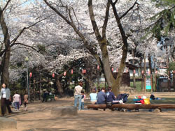 沼田公園の桜