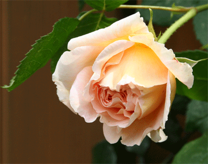 アブラハムダービーの花の写真